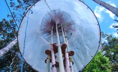Floração da cana de açucar na Serra do Ouro