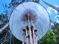 Floração da cana de açucar na Serra do Ouro