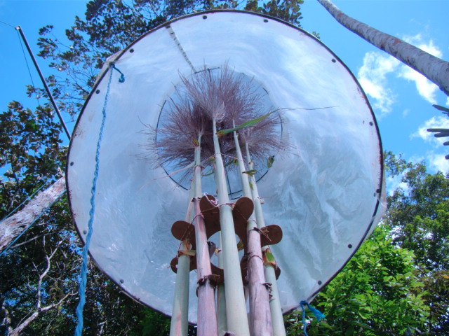 Floração da cana de açucar na Serra do Ouro