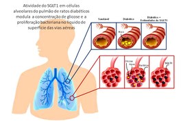 Estudos mostram resultados importantes sobre função de proteína em infecções pulmonares e crises epilépticas
