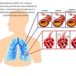 Estudos mostram resultados importantes sobre função de proteína em infecções pulmonares e crises epilépticas