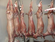 Alimentação não exibiu prejuízo nas características in vivo ou em carcaça. Foto: Arquivo Pessoal