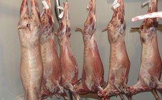 Alimentação não exibiu prejuízo nas características in vivo ou em carcaça. Foto: Arquivo Pessoal