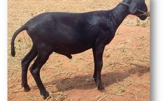 Animais não apresentaram perda de peso. Foto: Arquivo Pessoal