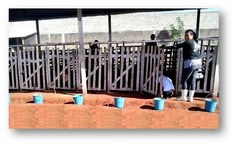 Utilização da palma forrageira aliada ao feno tifton 85 ou bagaço de canana substituição da silagem de milho. Foto: Arquivo Pessoal