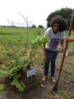 Maria José da Silva na árvore em homenagem ao filho dela, Tiago Tierra