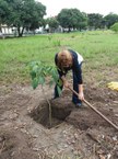 Olga Miranda organizando a árvore em homenagem ao pai dela, o desaparecido político, Jayme Miranda