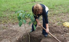 Olga Miranda organizando a árvore em homenagem ao pai dela, o desaparecido político, Jayme Miranda