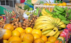 Feira orgânica foi montada no CIC