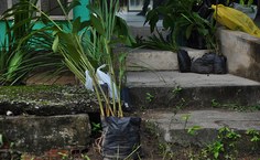 Mudas foram plantadas para projeto Quintais Orgânicos da FSSO