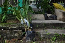 Mudas foram plantadas para projeto Quintais Orgânicos da FSSO