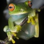 Museu de História Natural promove exposição fotográfica sobre anfíbios e répteis
