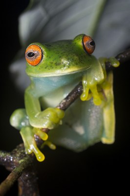 Anfíbio encontrado na Estação ecológica de Murici.Foto: Willams Fagner