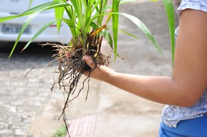 Plantio de mudas marca pioneirismo de quintais orgânicos no campus
