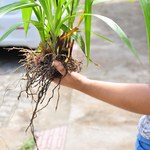 Plantio de mudas marca pioneirismo de quintais orgânicos no campus