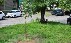 Ipê Roxo plantado em homenagem à reitora Valéria Correia