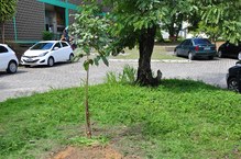 Ipê Roxo plantado em homenagem à reitora Valéria Correia