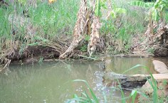 Com elevado grau de devastação, essa nascente também foi reflorestada pela equipe de pesquisadores da Ufal