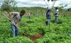Plantio de árvores nativas próximo às nascentes