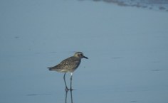 Batuiruçu-de-axila-preta