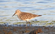 Maçarico-de-sobre-branco