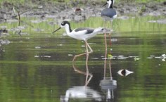 Pernilongo-das-costas-negras