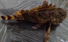 Peixe escorpião estudado pelo Lamp
