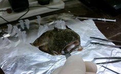 Peixe sapo analisado pelo Lamp