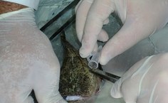 Pesquisadores analisam peçonha dos peixes sapo
