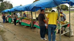 Feira de produtos orgânicos acontece todas as quartas feiras