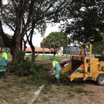 Parceria da Ufal com a Prefeitura garante poda das árvores e outros serviços