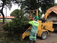 Árvores foram podadas para evitar problemas na rede elétrica