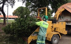 Árvores foram podadas para evitar problemas na rede elétrica