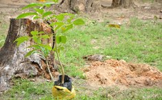 Ipê Rosa plantado no jardim interno