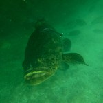 Pesquisadores constatam sinais de recuperação dos peixes na Piscina do Amor