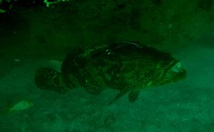 Mero monitorado por pesquisadores