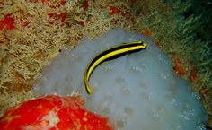 Neon na Piscina do Amor