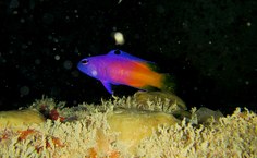 Peixe da Piscina do Amor