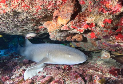 Ginglymostoma cirratum Tubarão-lixa