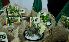 Programação da SEF termina nesta sexta-feira. Fotos: Renner Boldrino