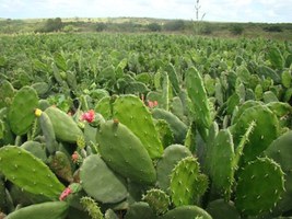 Pesquisadores se unem para montar banco de pesquisas sobre semiárido alagoano