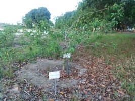 Grupo do Bosque em Defesa da Vida acompanha julgamento sobre morte de professor