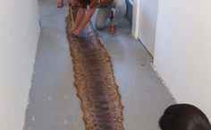 Pele de cobra doada ao MHN