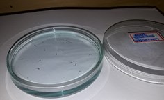 Alevinos de Zebrafish