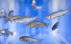 Zebrafish _ fonte Acervo Instituto Butantan