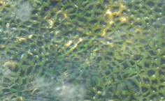 Imagem de arquivo pessoal da pesquisadora