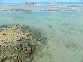 Ufal integra Rede Nacional de Pesquisa em Biotecnologia Marinha