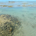 Ufal integra Rede Nacional de Pesquisa em Biotecnologia Marinha