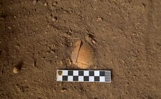 Crânio sendo evidenciado durante as escavações