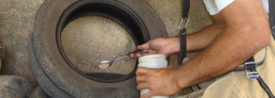 Estudo constata que larvicida causa impacto nos organismos aquáticos